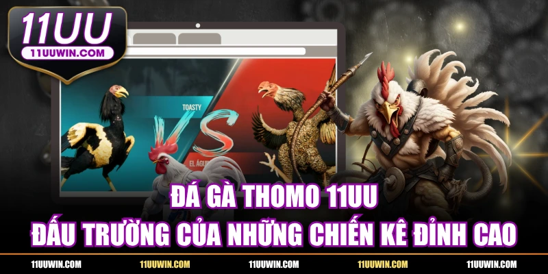 Đá Gà Thomo - Đấu Trường Của Những Chiến Kê Đỉnh Cao